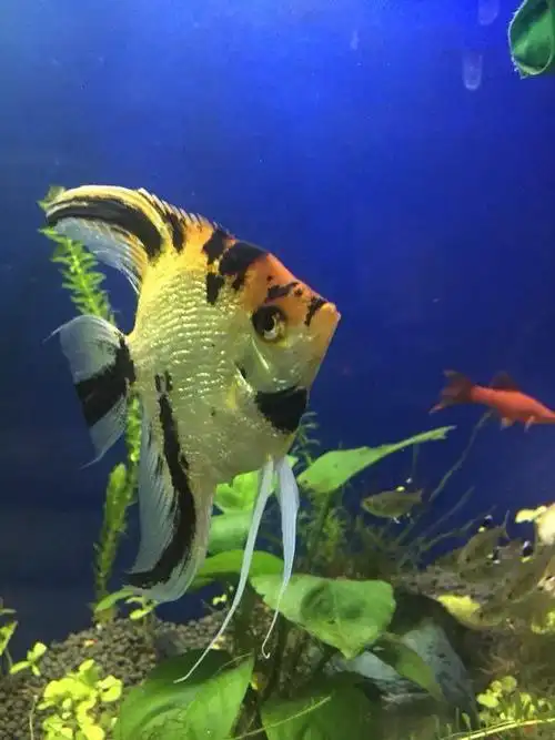 燕鱼怎么分公母这一窝燕鱼终于繁殖成功了