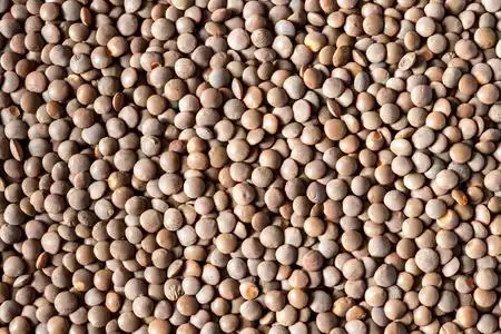 特写棕色扁豆种子背景.健康的蔬菜食品.照片