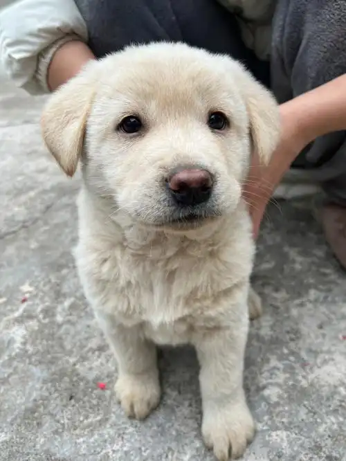 呆萌呆萌小土狗