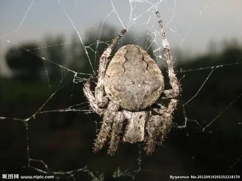 大蜘蛛摄影图__昆虫_生物世界_摄影图库_昵图网nipic.com
