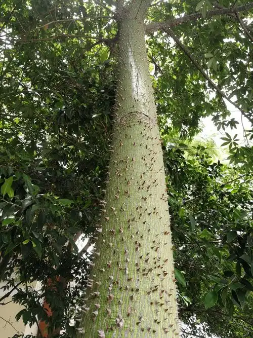 在中途的服务区发现一棵浑身长满了刺的树