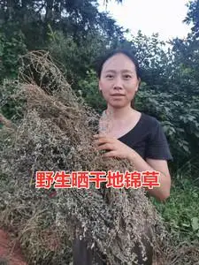 新货野生晒干地锦草 铺地草 中药材500克