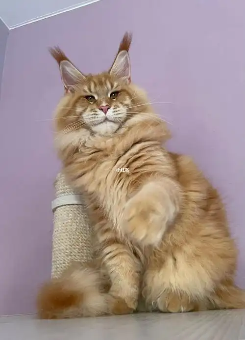 七个月红虎斑缅因猫弟弟