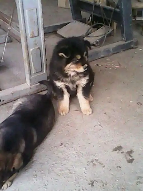 土狗与阿拉斯加的串串成功证明了它的价值因为