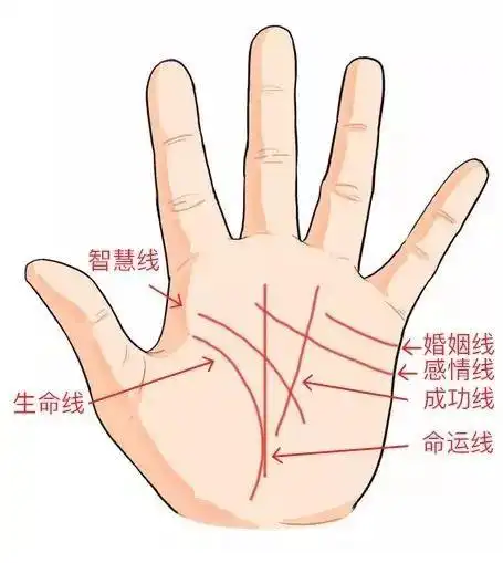 女右手代表自己,左手代表配偶男左手代表自己,右手代表配偶