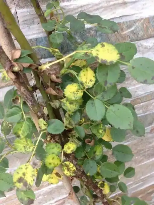 月季各种病害大总结