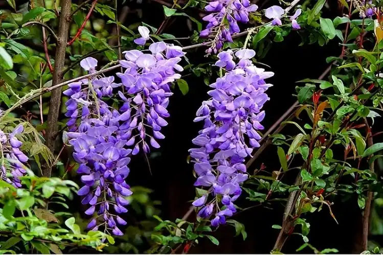 "最香的"4种花,好看又长寿,院子种一棵,飘香几十年