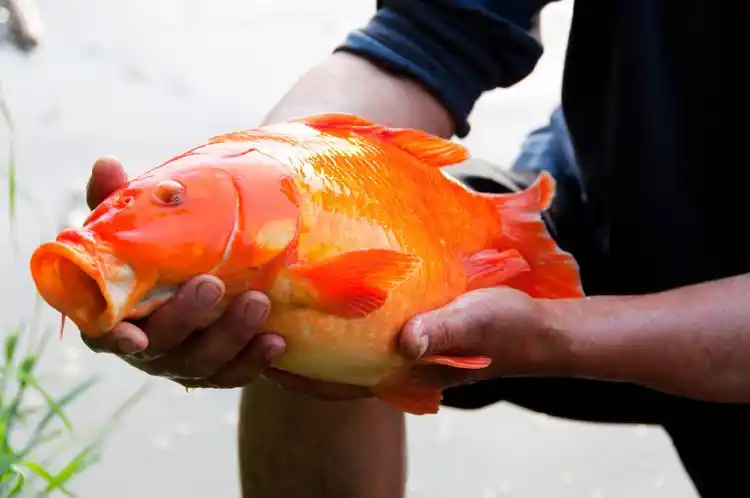 婺源荷包红鲤鱼 - 魂厝 - yxh1105的博客