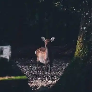麋鹿头像唯美图片一组鹿系列头像