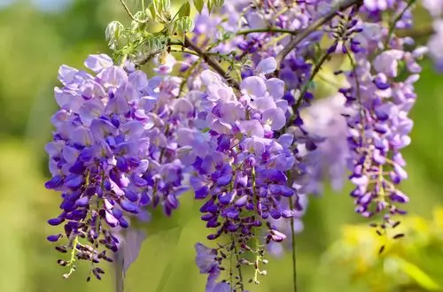 春天的紫藤花