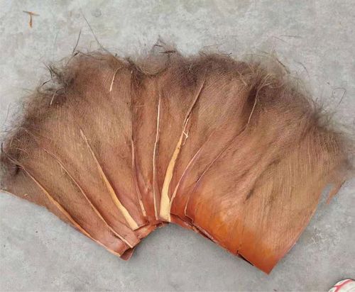 棕片棕树皮棕毛鬃蓑衣山棕榈丝茅草屋顶鲈鱼繁殖水质过滤绿萝棒柱 浩