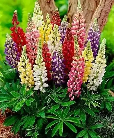 鲁冰花:一年生草本植物,又名羽扇豆.寓意母爱! 这段时间忙送 - 抖音