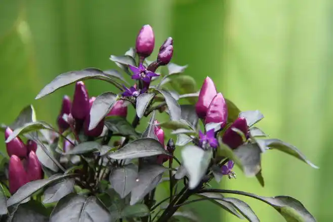 茄科:紫色朝天椒_你来看此花时_新浪博客