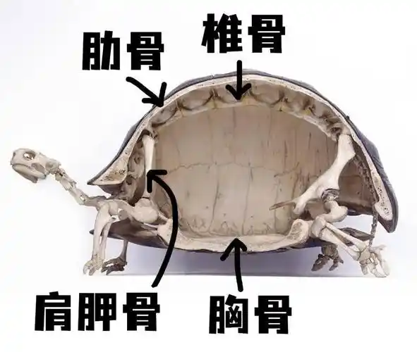也是正在骨骼进化中的海龟,背部更能显示出肋骨的结构只不过进化变形