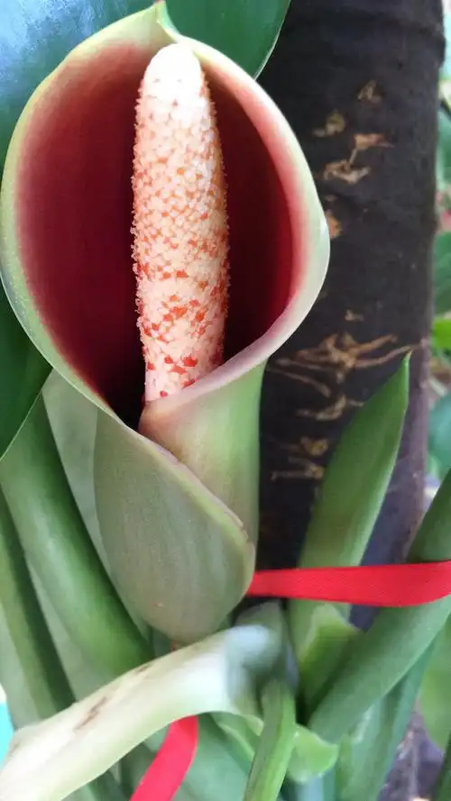 "绿宝石"开花了 娇艳欲滴难得一见