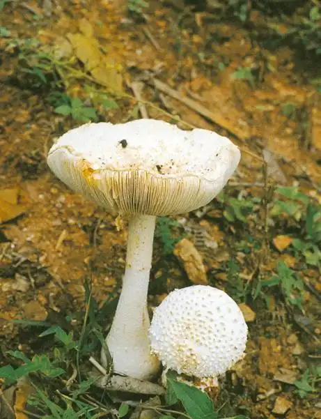 锥鳞白鹅膏菌 - 鹅膏菌科 - 云南野生菌信息港