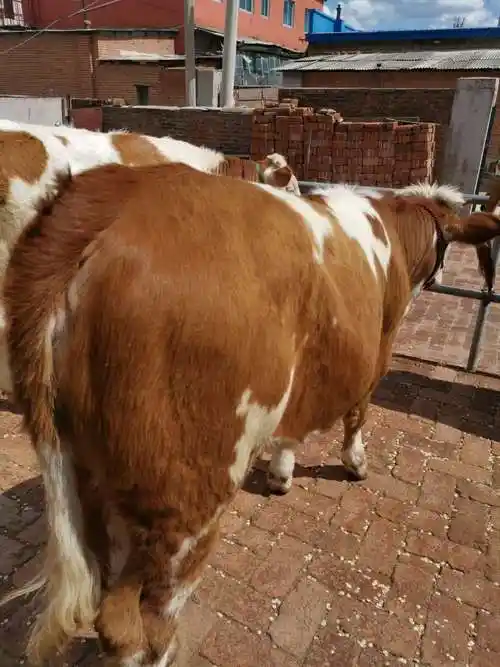 西门塔尔繁殖母牛价格