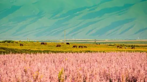 绝美新疆昭苏玉湖出现罕见蓝冰其实这还是一个变色湖