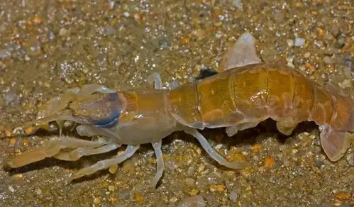 鲜活蝼蛄虾 新鲜泸沽虾 芦沟虾罗锅虾 下酒菜 大连海鲜 产后通乳