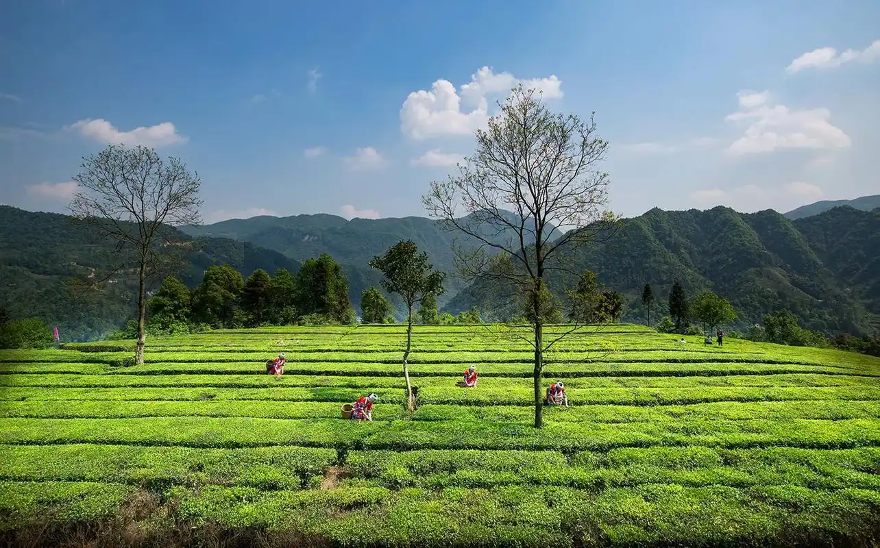 《记住乡愁》之九,茶园风光.#茶人茶事茶生活 . 三合镇牧羊 - 抖音