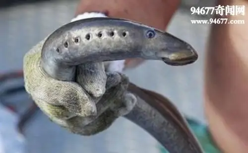 史前僵尸鱼七鳃鳗,寄生鱼体吸血啃肉(撑死过国王)