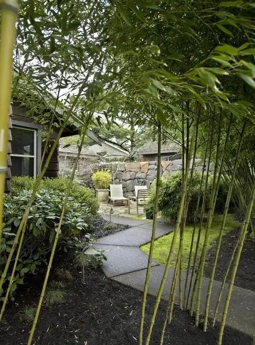 照着农村自建房在院子种排竹子很有品位