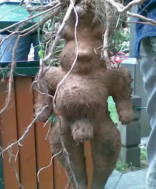 今天闲逛西湖,发现千年人形何首乌哦.劲爆图片奉上!