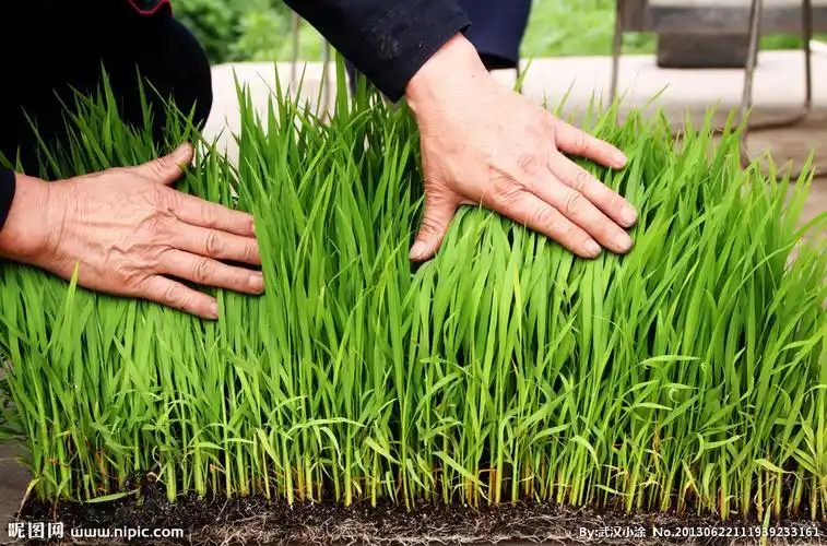 水稻秧苗图片