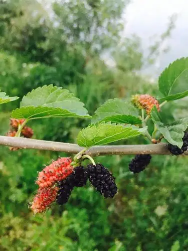 门前田野间,小径蜿蜒旋,径旁有野桑树,亭亭绕绕,四六月间桑果熟,汁多