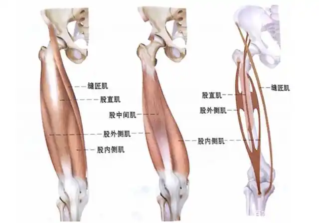 瑜伽解剖-股四头肌 肌肉中的大哥大,保护膝盖塑造腿型都要看它