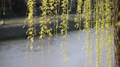 400_225gif 动态图 动图