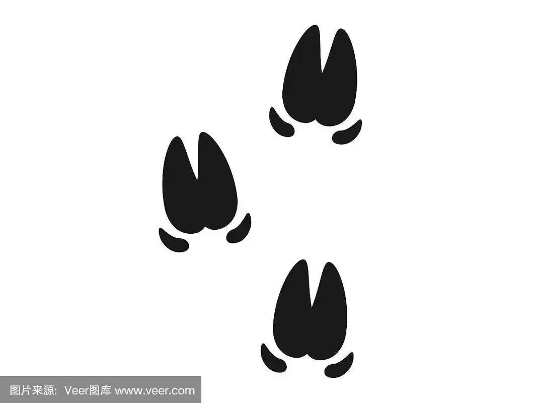 野猪的足迹
