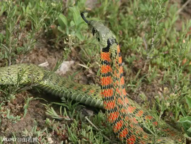 我是东北小哥,我抓了一条虎斑蛇,请教蛇过冬的问题