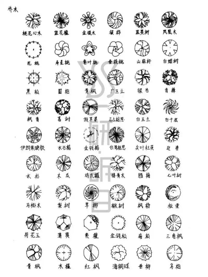 景观植物平面图例 超全的景观植物手绘图例分享,喜欢的同学快收藏起来