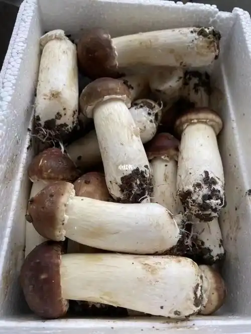 姬松茸真是跟松茸天差地别