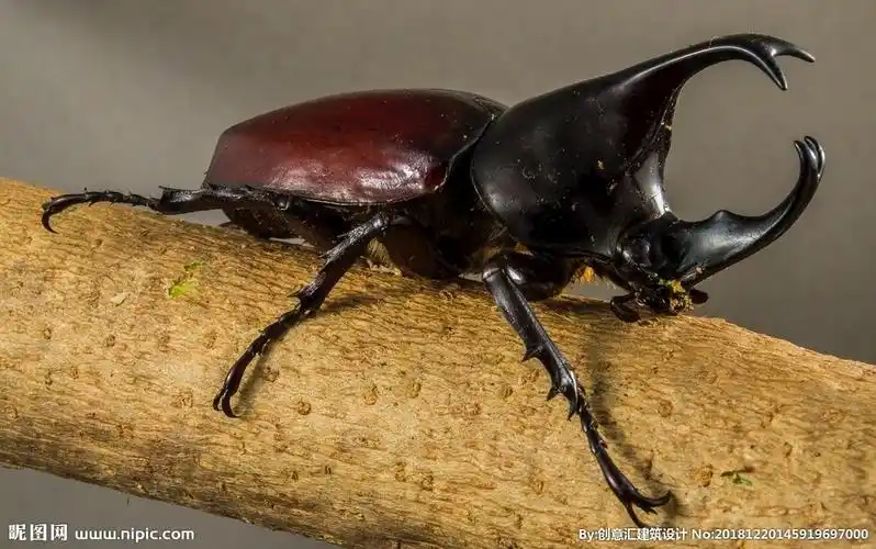 天牛图片