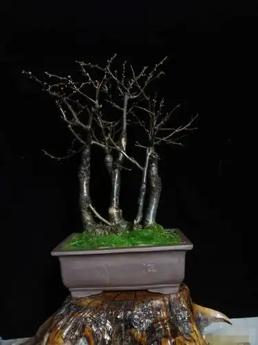 原创冬季里的盆景造型奇异虽枝叶掉落但都离不开花艺师的精心培育