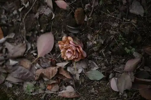 落在地上半枯萎的花花