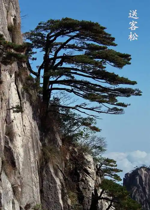 松树有多少品种(松树的特点及象征意义)_大全-幸福起航