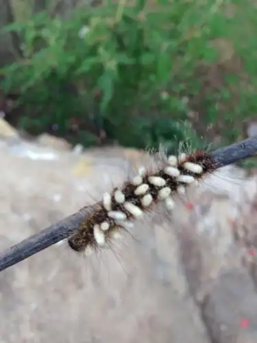 这个毛毛虫身上白白的米粒大的点是什么?