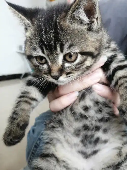 老板说是虎斑怎么越看越像狸花猫