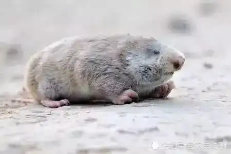 长得像老鼠被称地羊以前是害兽现在当虎骨用一斤三百