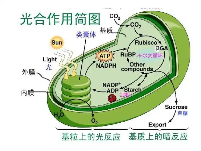 (精品)第三章光合作用--光反应-电子传递