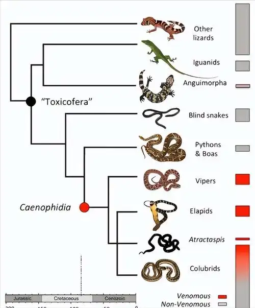 为何蛇会进化出毒蛇和无毒蛇?为何蛇要把腿进化掉?关于蛇的知识