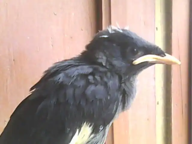 八哥幼鸟饲养问题 189 2008-08-27 如何喂养八哥雏鸟 39 2009-07-31