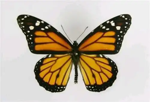 原创文章:帝王蝶和火