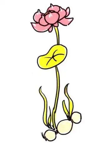 荷花简笔画小动物彩色公主