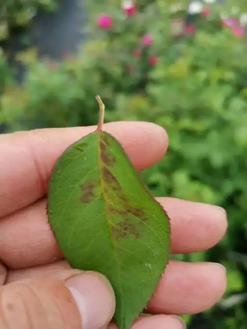 天狼说月季丨月季叶片出现神秘斑点是时候警惕起来了