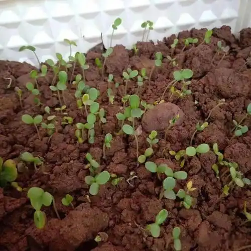 菊花的结构菊花分类金丝菊金盏菊小雏菊万寿菊菊花宝宝找妈妈我们手中