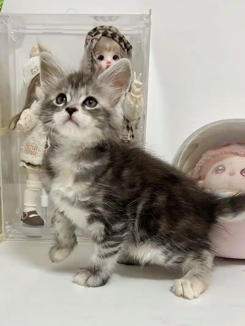 成都银虎斑缅因猫.两只银虎斑弟弟 两只银补丁妹妹 蹲家长 成 - 抖音